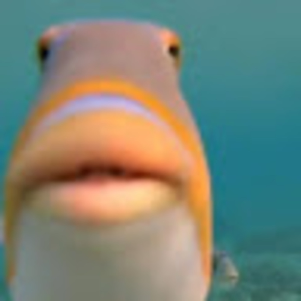 Meet your Posher, Ada